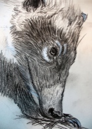 Coati, 2004.  Charcoal and white chalk on paper.  8.5